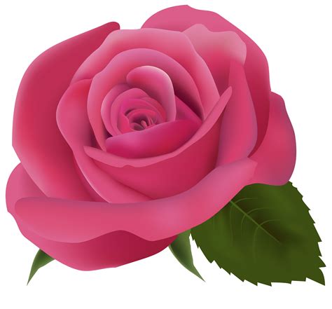 free pink rose clipart